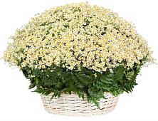 Цветочная композиция из Ромашки в корзине #REPLACE_PRED# Праслово